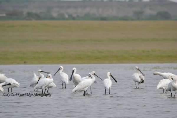 Spoonbill-in-Bhigwan