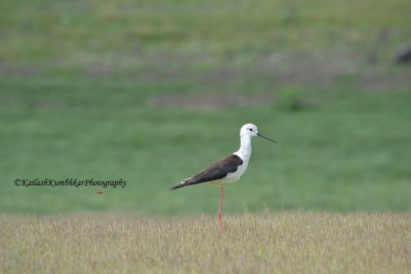 black-winged-stilt