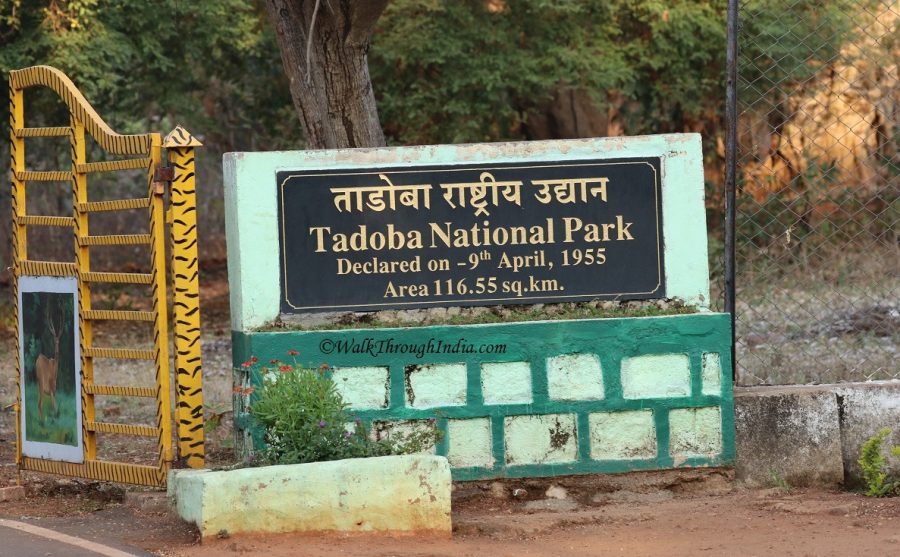 Nearest Airport To Tadoba National Park www.walkthroughindia.com