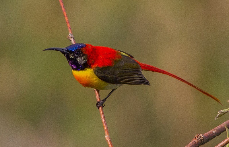 10 Most Coloured Species of Sunbirds Found in India