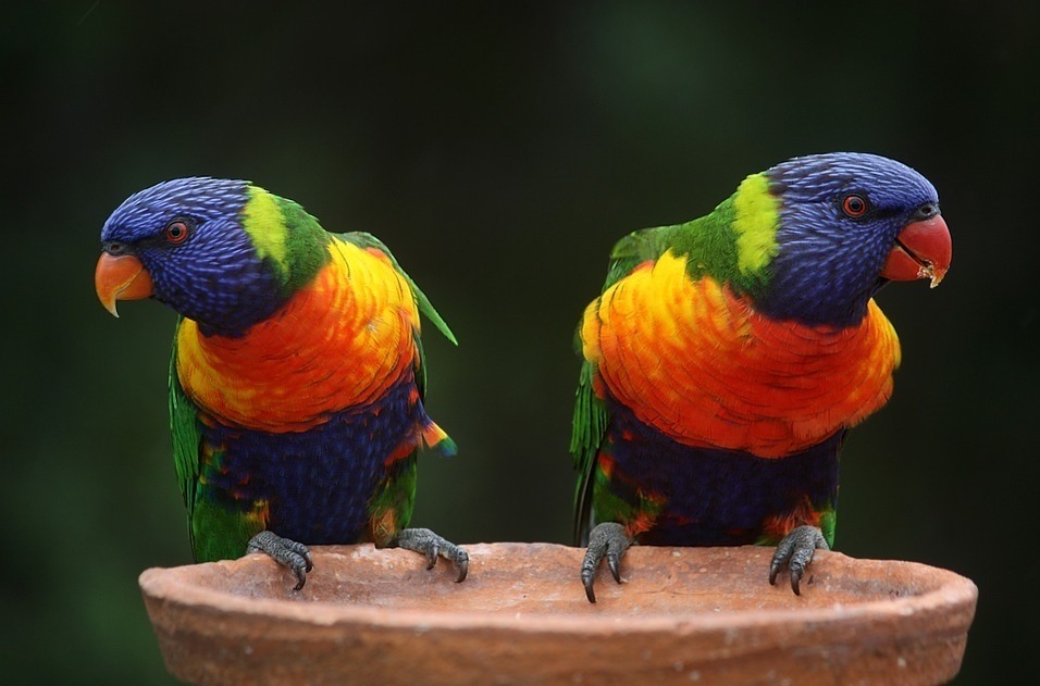 Colourful parakeet shop