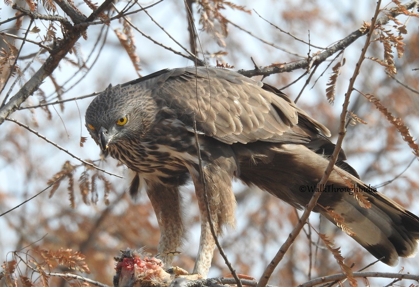 Black Hawk-eagle, Animal Database