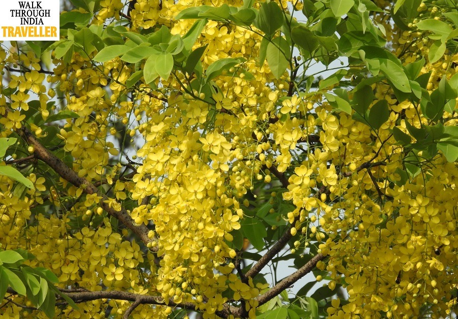 Tree with shop yellow flowers