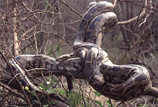 Indian Python-Python Molurus | Animalia Enthusiasts