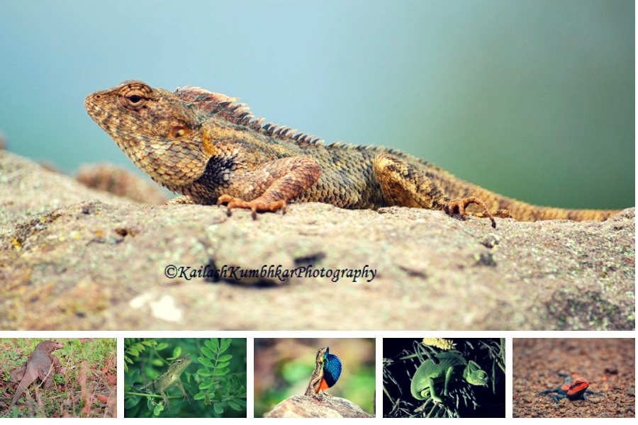Colorful Species Of Lizards Found In India
