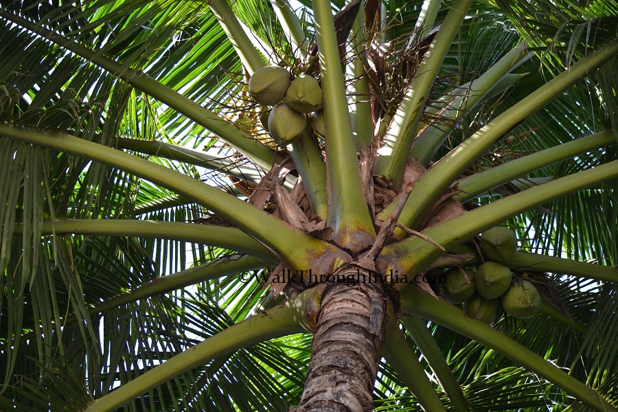 10 uses of coconut tree image